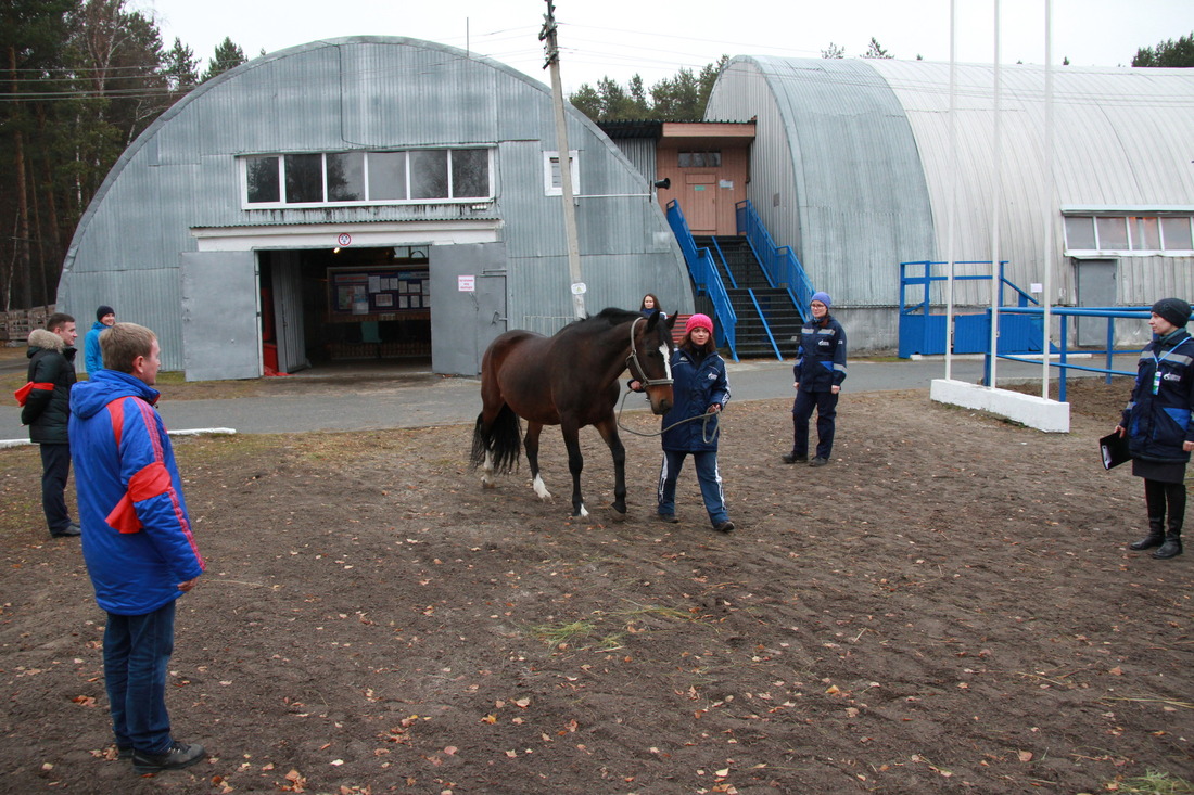 Работники базы создали "живой" коридор для эвакуации лошадей (Фото — Сергей Бородин)