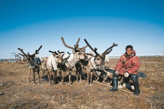 Благодаря финансовой поддержке ханты и манси на стойбищах могут увеличить стадо оленей (Фото — Оксана Платоненко)