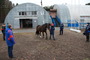 Работники базы создали "живой" коридор для эвакуации лошадей (Фото — Сергей Бородин)