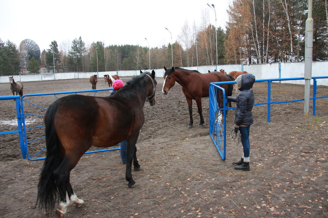 На время условного пожара лошадей вывели на улицу, в зону для паркура (Фото — Сергей Бородин)
