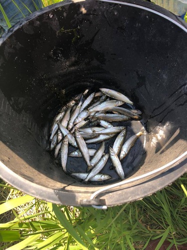 В водоем Обь-Иртышского бассейна газовики выпустили мальков ценных пород рыбы: нельмы и муксуна