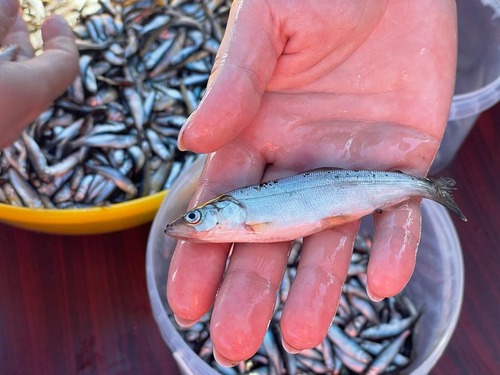 В водоемы Обь-Иртышского бассейны выпускают рыбу вот такого небольшого размера. (Фото — Анастасия Кульша)